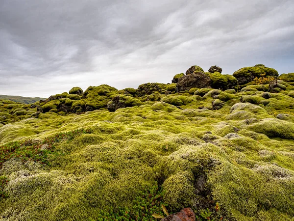 Ковер Мха Мускуса Лишайника Над Лавовыми Полями Исландия Красивый Пейзаж — стоковое фото