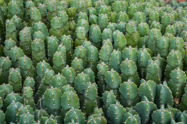 Planta Cactus Aislada Suelo Volcánico Euforbia Grandilata —  Fotos de Stock