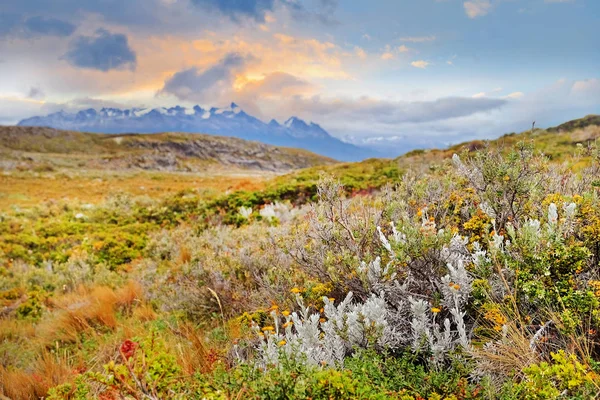 View of the Patagonian mountains from an island covered by green and yellow vegetation on the Beagle Channel, against a colorful sky at sunset. — Stock Photo, Image
