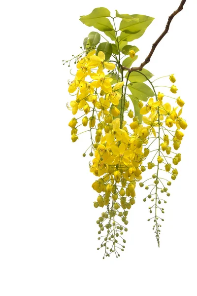 Golden Shower Flower Cassia Fistula Isolate White — Stockfoto