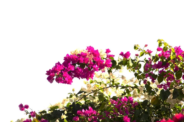 Buganviliemi Izolovaných Bílém Pozadí Papírové Květiny — Stock fotografie