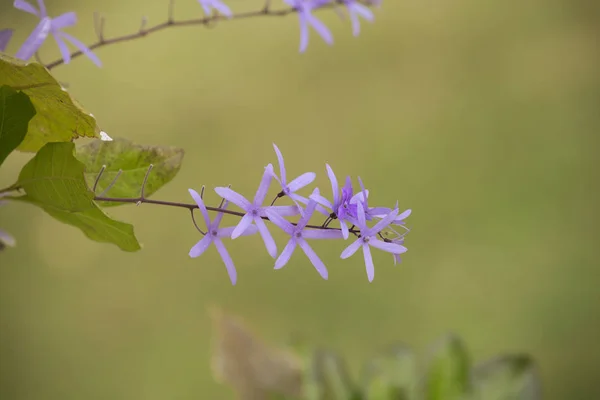 Petrea Fiori Con Sfondo Sfocato Bella Corona Fiori Vite Della — Foto Stock