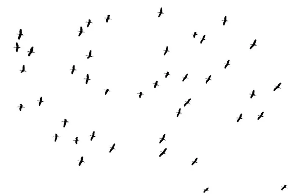 Uccelli Volanti Isolati Bianco Banconota Asiatica Uccello Migratore — Foto Stock