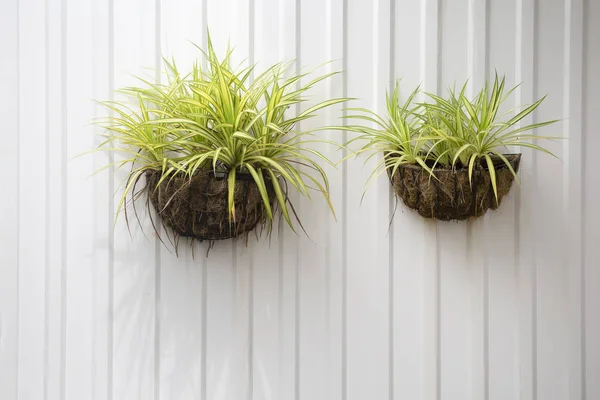 Chlorophytum comosum çinko duvarda asılı. Variegatum. Örümcek bitki.