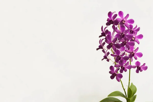 Fiore Orchidea Sfondo Bianco — Foto Stock