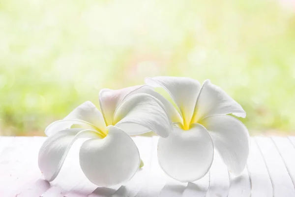 Білий Рожевий Жовтий Plumeria Spp Квіти Франгіпані Франгіпані Дерево Пагоди — стокове фото