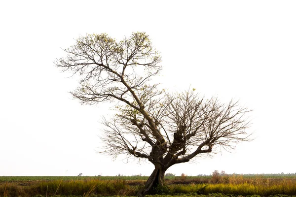 Baum Isoliert Auf Weißem Hintergrund — Stockfoto