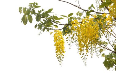 Altın duş çiçek, cassia fistül beyaz izole et. Sarı flo