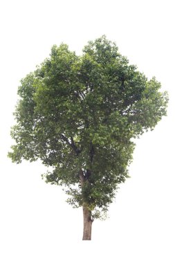 Beyaz arkaplanda izole edilmiş ağaç.