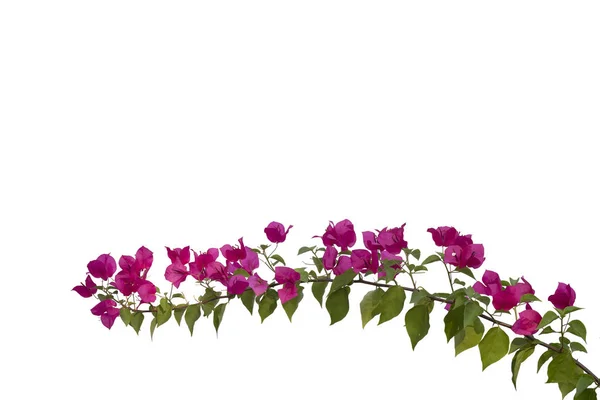 흰색 배경에 고립 bougainvilleas. — 스톡 사진