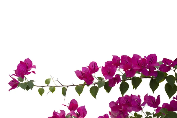 흰색 배경에 고립 bougainvilleas. — 스톡 사진