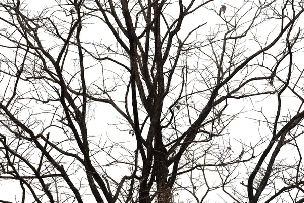 Ramas muertas, Silhouette árbol muerto o árbol seco sobre fondo blanco —  Fotos de Stock