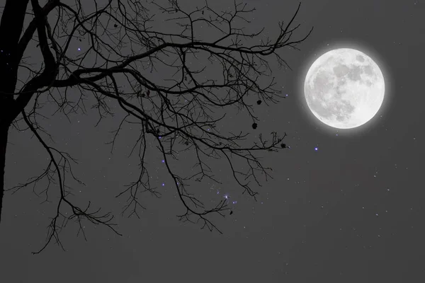 Abgestorbene Äste bei Vollmond und Sternen.Winter. — Stockfoto