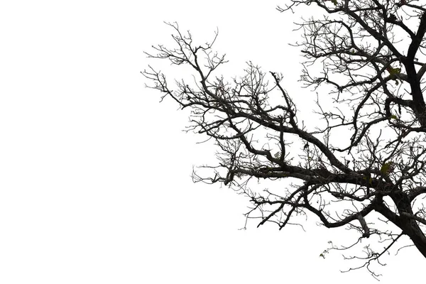 Branches mortes, arbre mort Silhouette ou arbre sec sur fond blanc — Photo