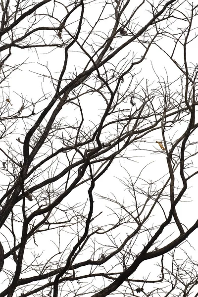 Ölü dallar, siluet ölü ağaç veya kuru ağaç üzerinde beyaz backgr