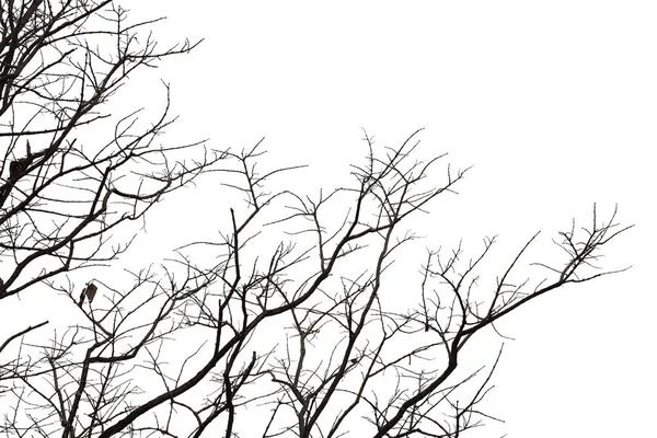 Dead branches , Silhouette dead tree or dry tree on white backgr — Stock Photo, Image