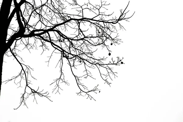 Dead branches , Silhouette dead tree or dry tree on white backgr — Stock Photo, Image