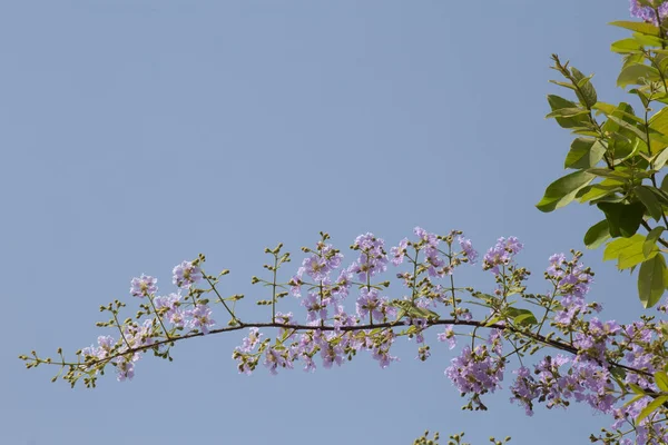Fiore in estate con spazio. Orgoglio dell'India o fiore della Regina i — Foto Stock