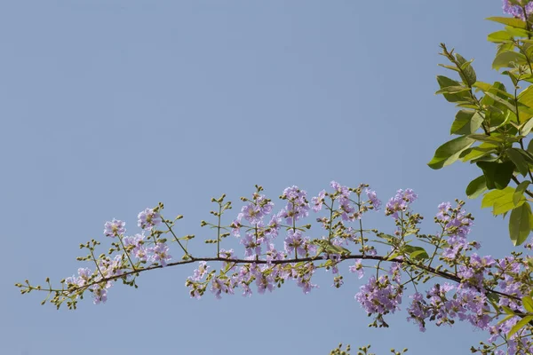 Flor en verano con espacio. Orgullo de la India o flor de la reina i —  Fotos de Stock