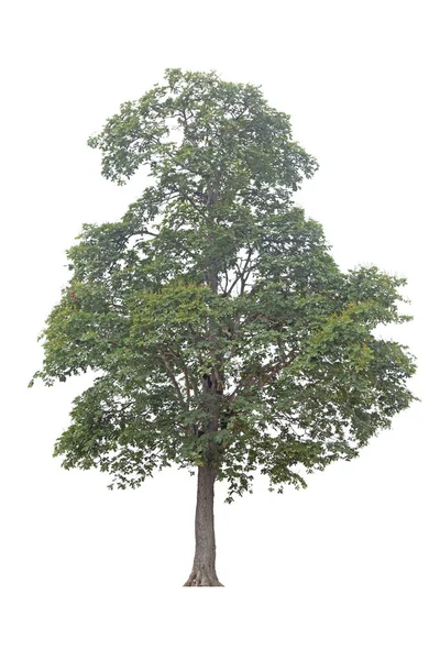 Baum isoliert auf weißem Hintergrund. — Stockfoto