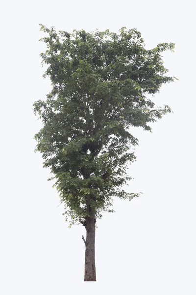 Drzewo izolowane na białym tle. — Zdjęcie stockowe