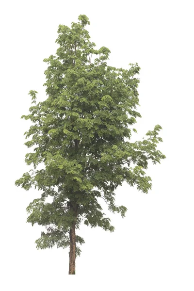 Albero isolato su sfondo bianco. — Foto Stock