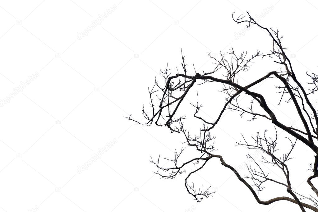 Dead branches , Silhouette dead tree or dry tree on white backgr