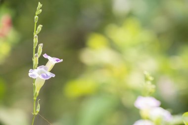 Çin menekşe veya Coromandel veya Ganj çuha çiçeği veya Filipin v