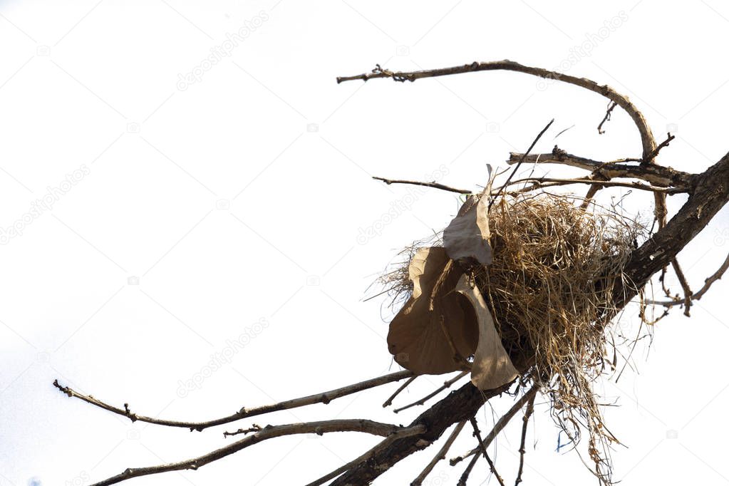 Bird's nest on branch isolated on white background.