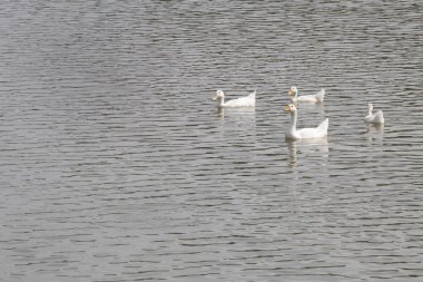Nehirde yüzen ördekler.