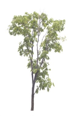 Beyaz arka planda izole edilmiş ağaç. Kırpma yolu.