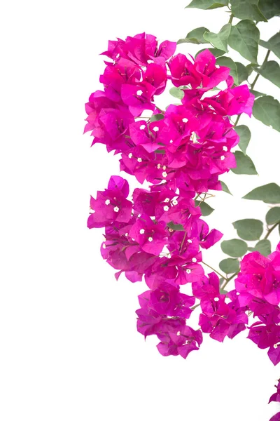 Bougainvillea isolerad på vit bakgrund. — Stockfoto