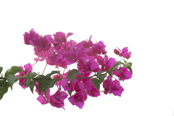 Bougainvilleen verzweigen sich isoliert auf weißem Hintergrund. — Stockfoto