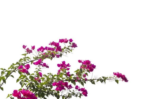 Bougainvilleas branch isolated on white background.Clipping path — Stock Photo, Image