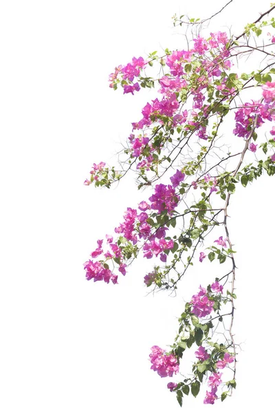Bougainvilleas branch isolated on white background. — Stock Photo, Image