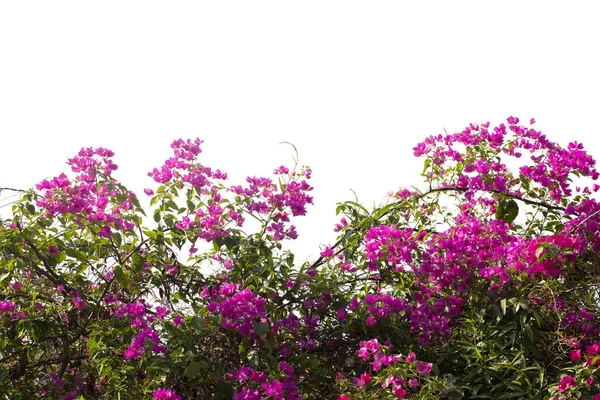 Bougainvilleas ramo isolado no fundo branco.Clipping caminho — Fotografia de Stock