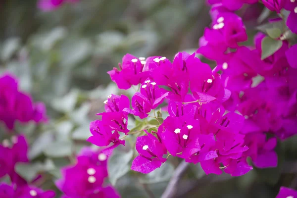 Bougainvillea fiore con sfondo sfocato . — Foto Stock