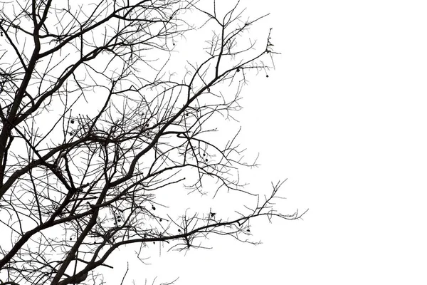 Νεκρά κλαδιά, σιλουέτα νεκρό δέντρο ή ξηρή δέντρο σε λευκό έκφραση — Φωτογραφία Αρχείου