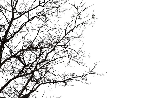 Branches mortes, arbre mort Silhouette ou arbre sec sur fond blanc — Photo