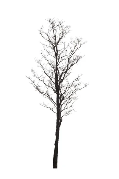 Toter Baum oder getrockneter Baum isolieren auf weißem Hintergrund. — Stockfoto