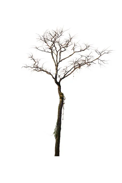 मृत झाड किंवा वाळलेल्या झाड पांढरा पार्श्वभूमीवर वेगळे. क्लिपिंग पॅट — स्टॉक फोटो, इमेज