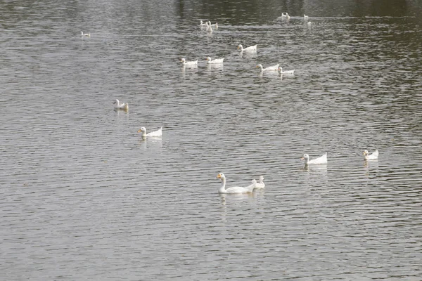 Enten treiben auf Fluss. — Stockfoto