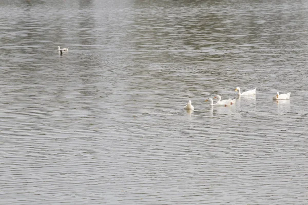 Patos flotando en el río . — Foto de Stock