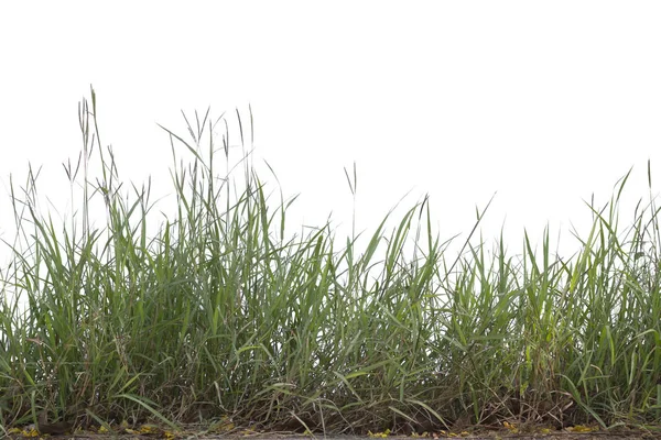 Gras geïsoleerd op witte achtergrond. — Stockfoto