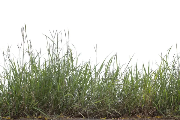 Herbe isolée sur fond blanc. — Photo