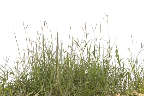 Grass isolated on white background. — Stock Photo, Image