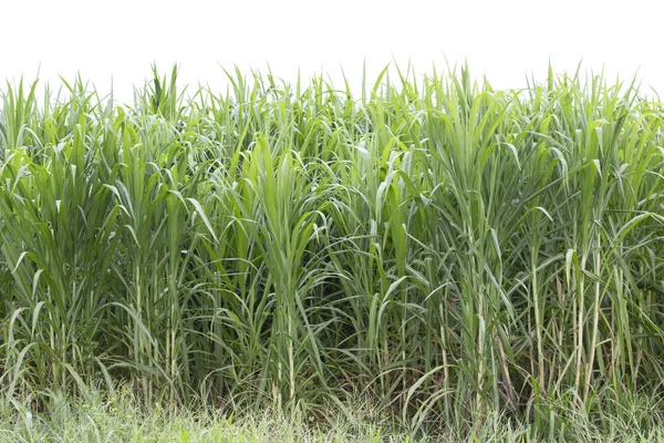 Albero isolato su sfondo bianco.Pennisetum purpureum . — Foto Stock