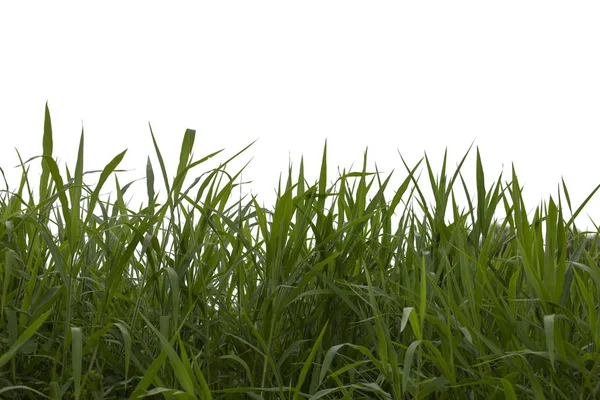 Árvore isolada em fundo branco.Pennisetum purpureum . — Fotografia de Stock