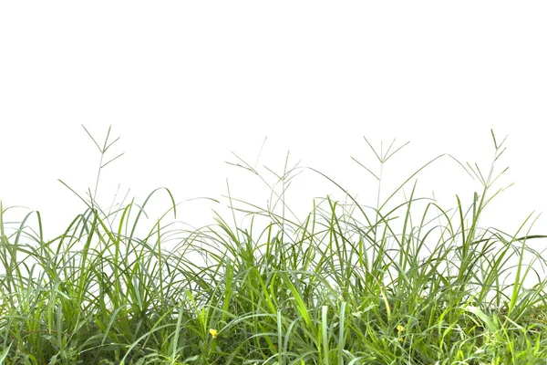 Árvore isolada em fundo branco.Pennisetum purpureum . — Fotografia de Stock