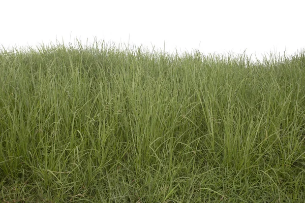 Rumput terisolasi pada latar belakang putih. — Stok Foto